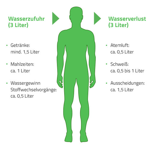 Wasserzufuhr und Wasserverlust